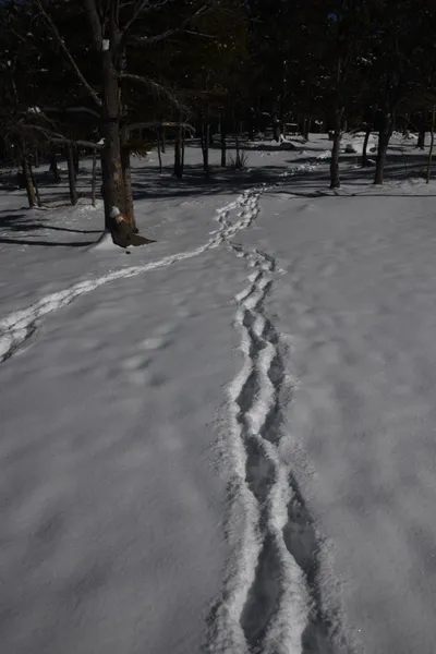 DSC_4893 (Large).JPG